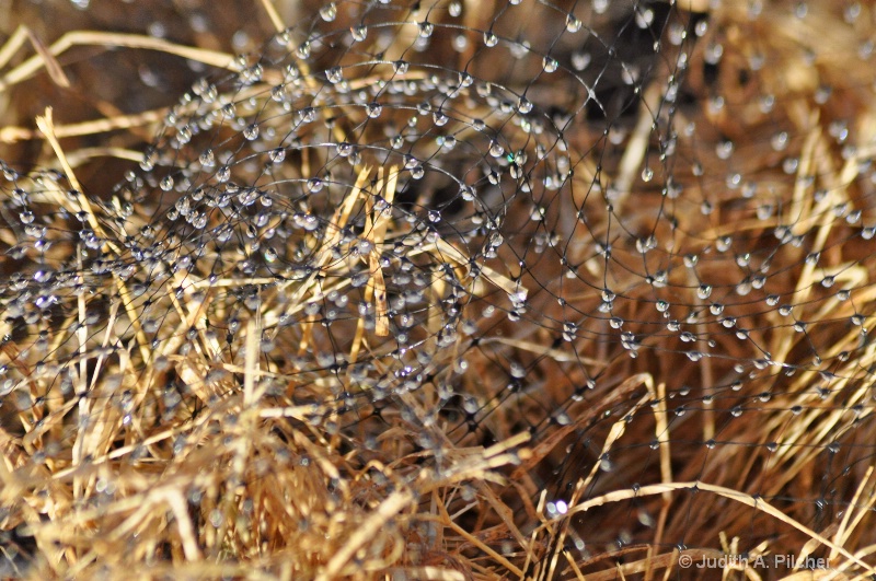 patterns of dew drops...........