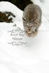 A Canadian Lynx i...