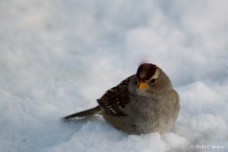 Chilly Sparrow 