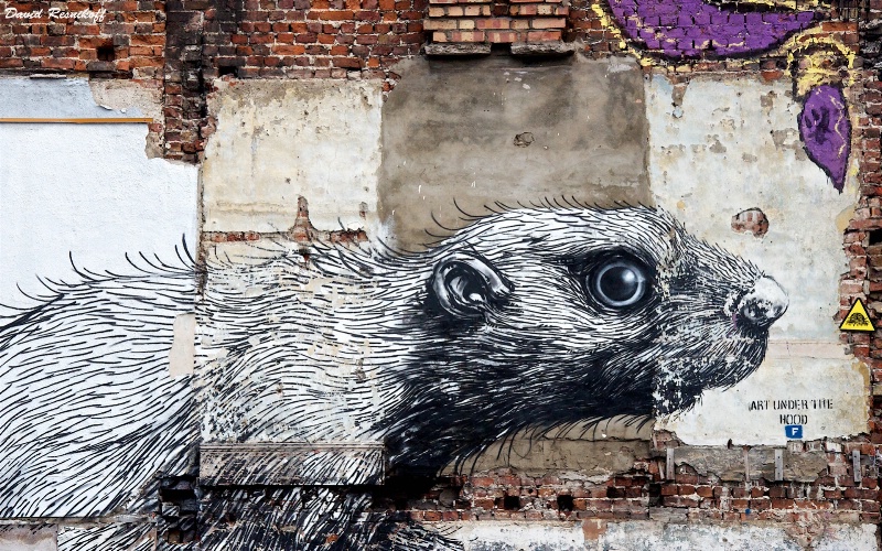 Rat by Roa