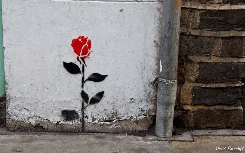 Red Rose probably by Pablo Delgado