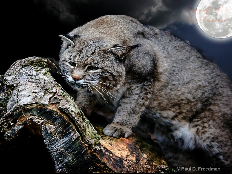 bobcat under the moon