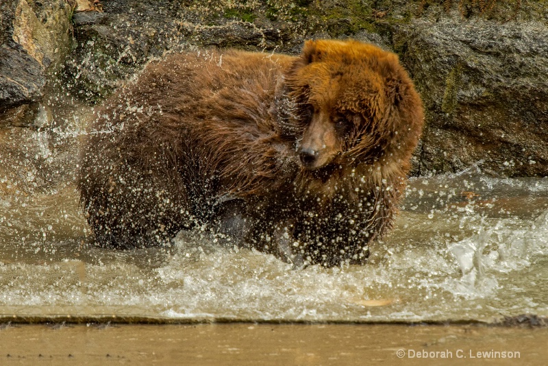 Bear Bath - ID: 13669126 © Deborah C. Lewinson