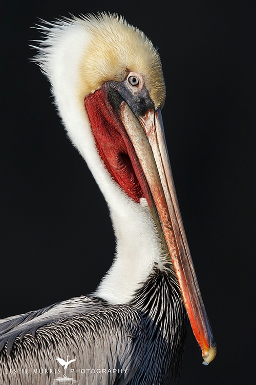 American Brown Pelican Portrait - ID: 13669284 © Leslie J. Morris