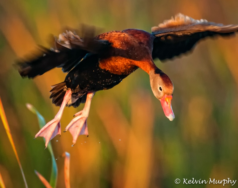 Black-Bellied Whistling Duck2