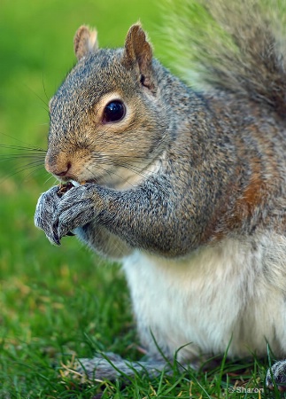 Snacking Squirrel