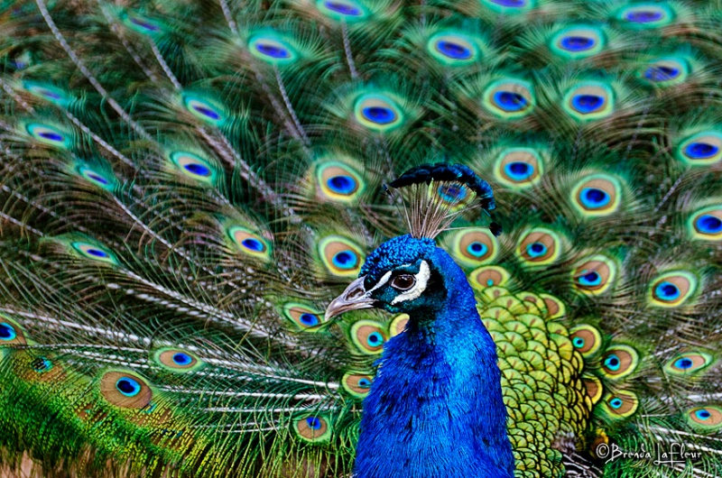 Peacock showing off!
