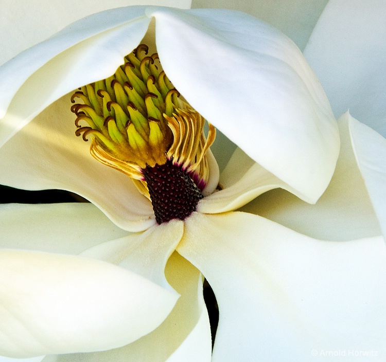 Magnolia Unfolding