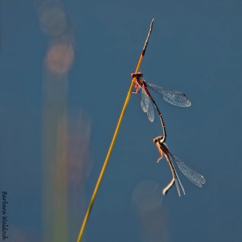 Dragonfly love 3