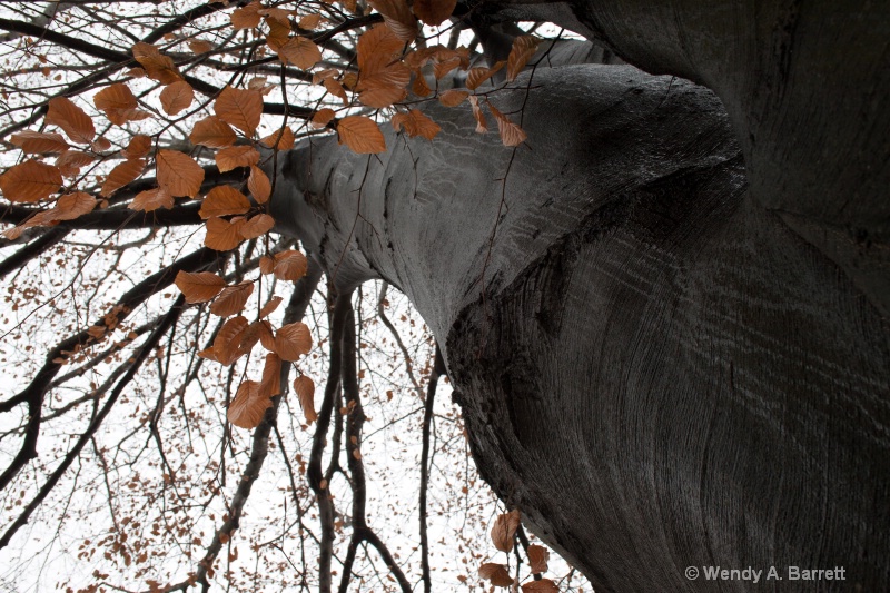 Ye Olde Beech Tree - ID: 13670328 © Wendy A. Barrett