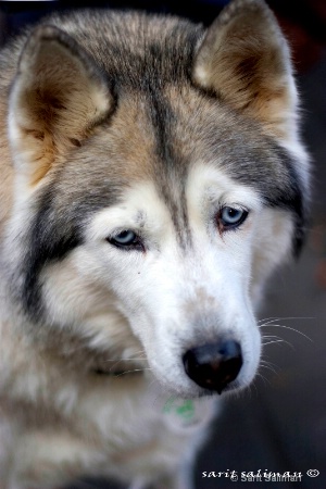 portrait of old husky dog