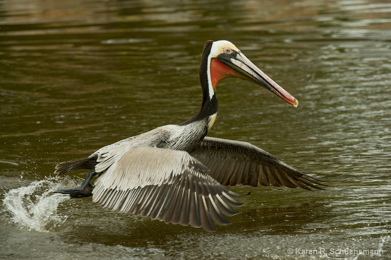 Pelican Fly By