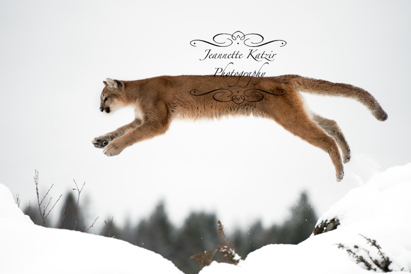 A mightly Mountain LIon leap