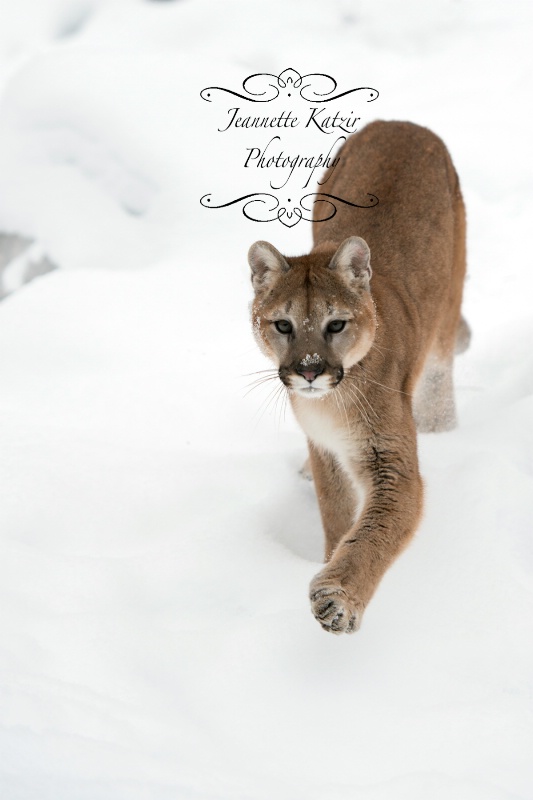 A strolling Mtn Lion