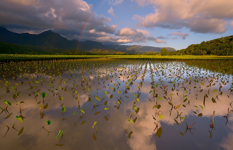 Taro Fields