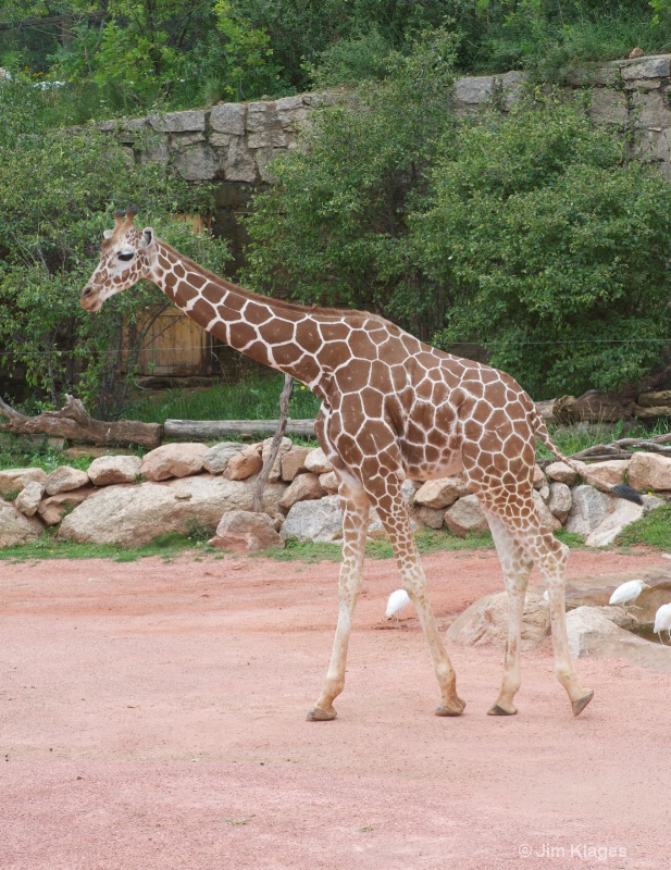Giraffe - ID: 13670790 © Jim Klages