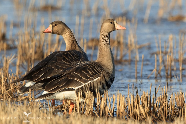Greater White Fronted Geese - ID: 13671089 © Leslie J. Morris