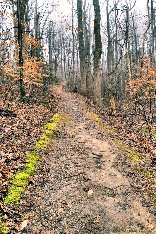 Mossy Morning Walk