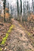 Mossy Morning Wal...