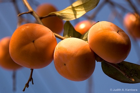 persimmons