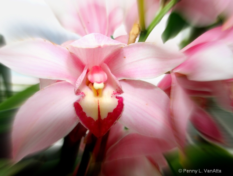 Pink Orchid Zoom