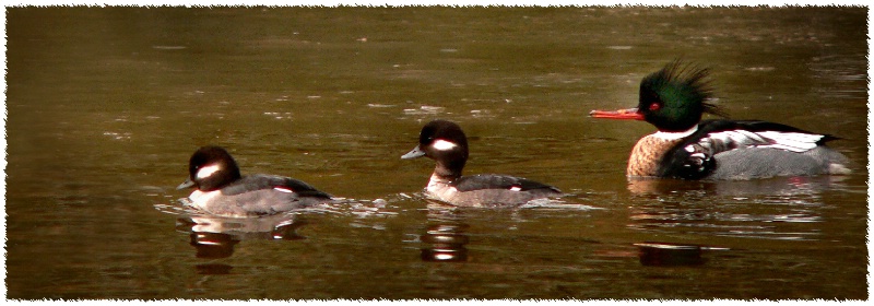 The Two Buffleheads and The Red-Breasted One