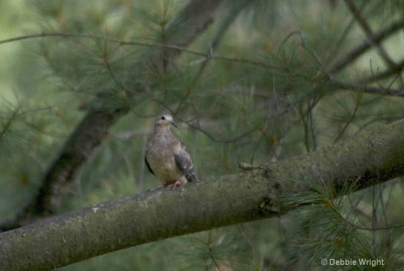 Morning Dove - ID: 13671580 © deb Wright