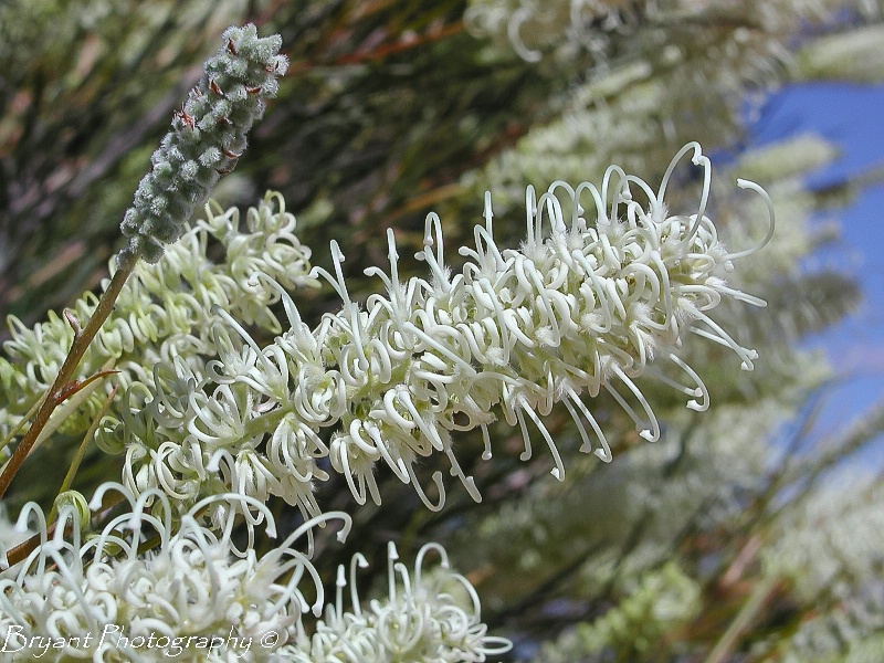 Sandhill Spider Flower (Grevillea stenobotrya)