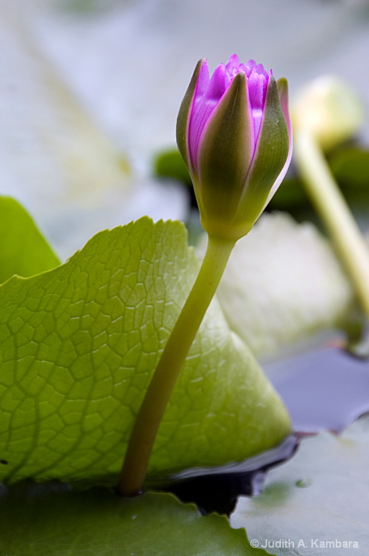 water lily bud - ID: 13671965 © Judith A. Kambara