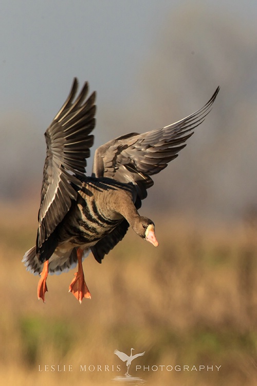 Greater White-fronted Goose - ID: 13672176 © Leslie J. Morris