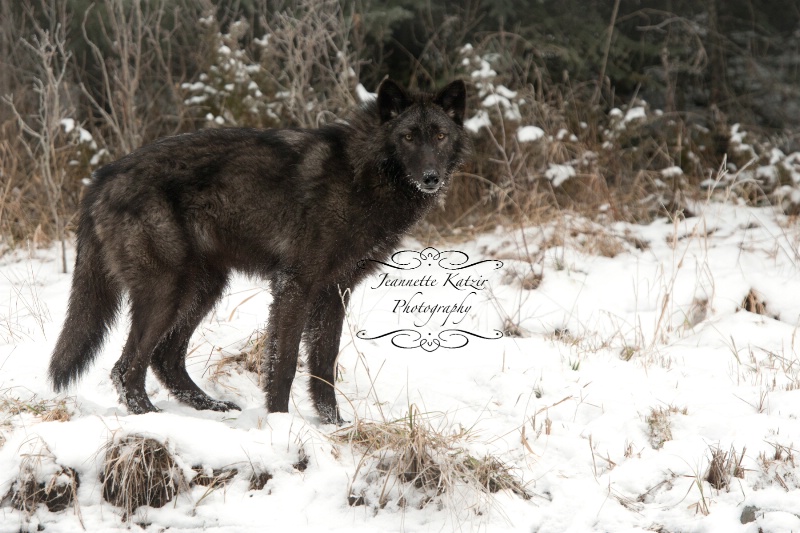 A lone Black Wolf 1