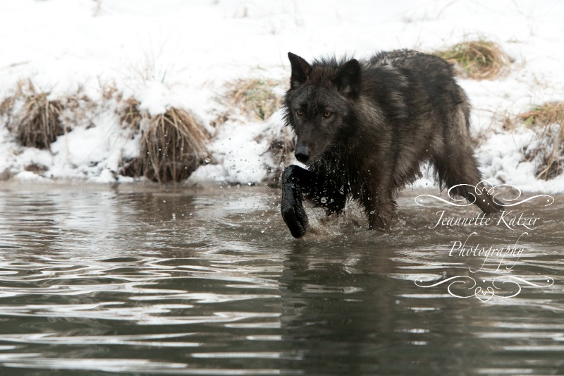 A lone Black Wolf in the water