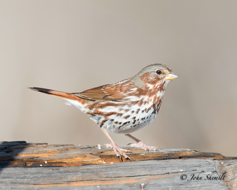Fox Sparrow - Jan 26th, 2013 - ID: 13672572 © John Shemilt