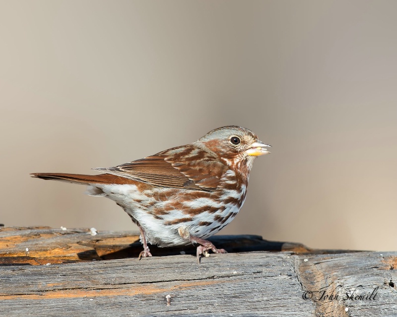 Fox Sparrow - Jan 26th, 2013 - ID: 13672573 © John Shemilt