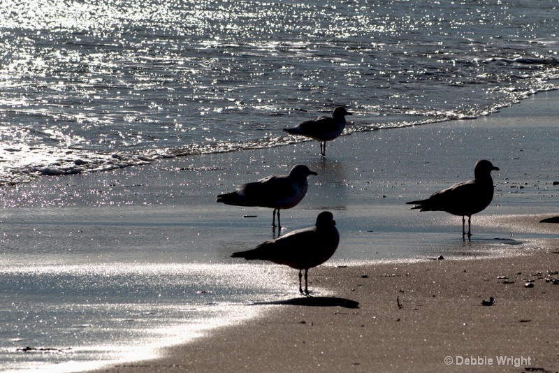 Gulls - ID: 13672792 © deb Wright