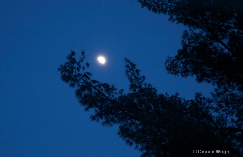 Tree with moon - ID: 13672798 © deb Wright