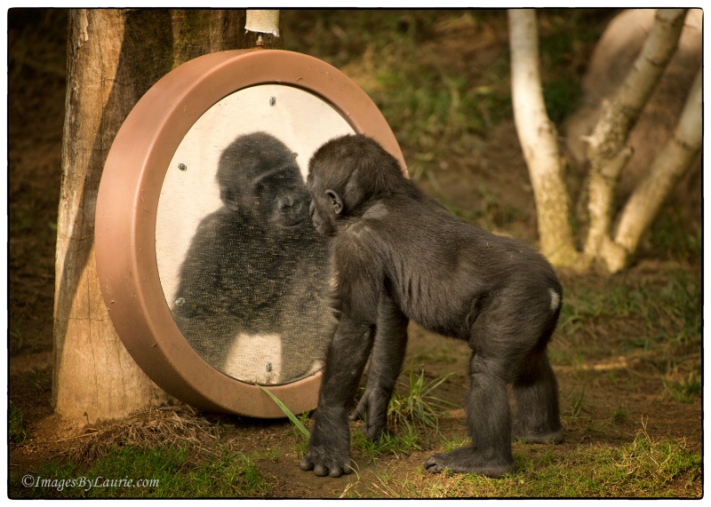 Mirror, Mirror...