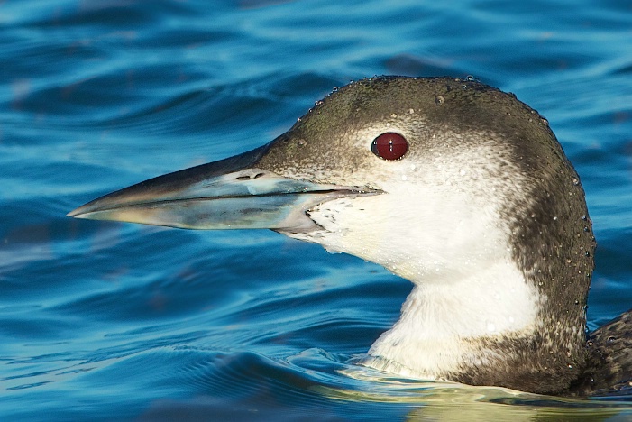 Face of a Juvenile Common Loon - ID: 13673746 © Kitty R. Kono