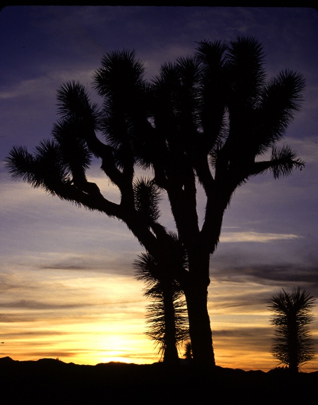 Joshua Tree Sunset, CA 