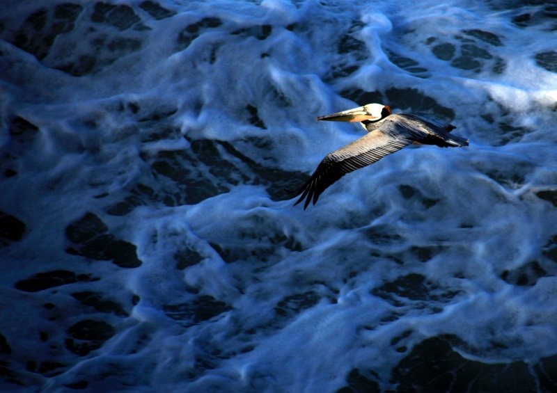 Pelican Flight