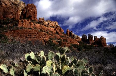 Red Rocks & Cactus