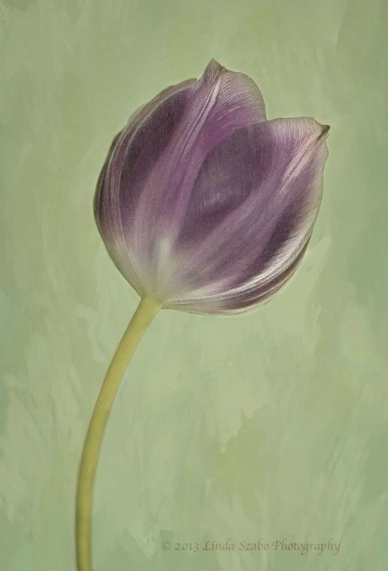Brushed Tulip