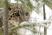 Snow Leopard'...