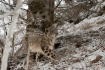 A Snow Leopards s...