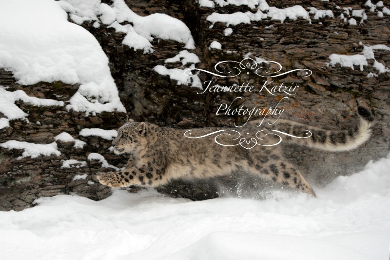 A Snow Leopard strides out