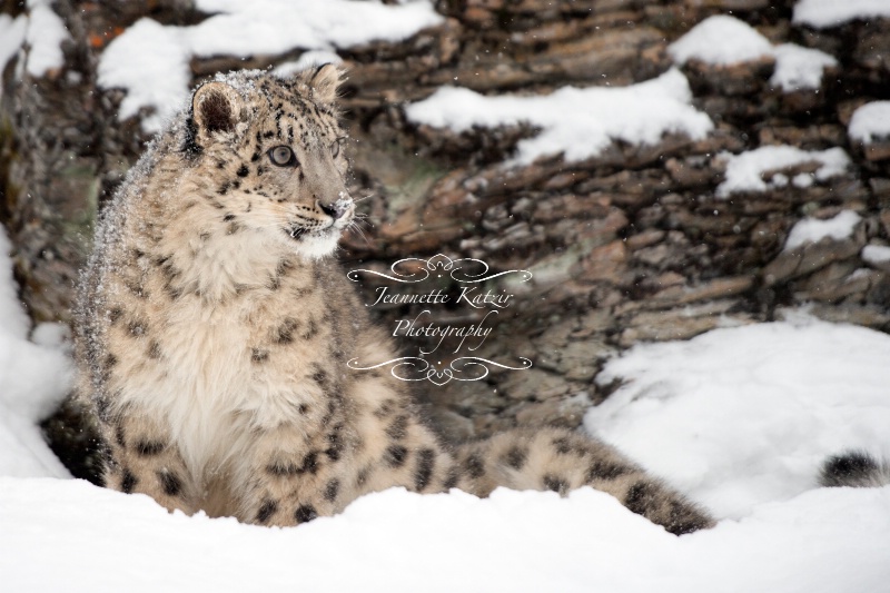 A Snow Leopard's pretty portrait