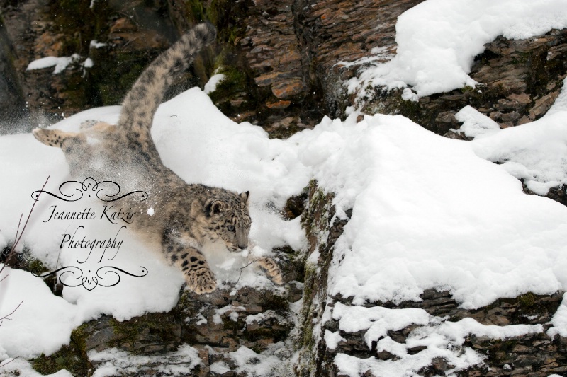 A Snow Leopard's mighty l eap