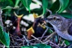 Mockingbird Lunch