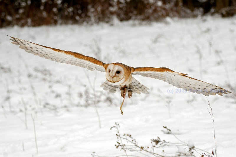 Barn Owl in flight, Ontario Canada