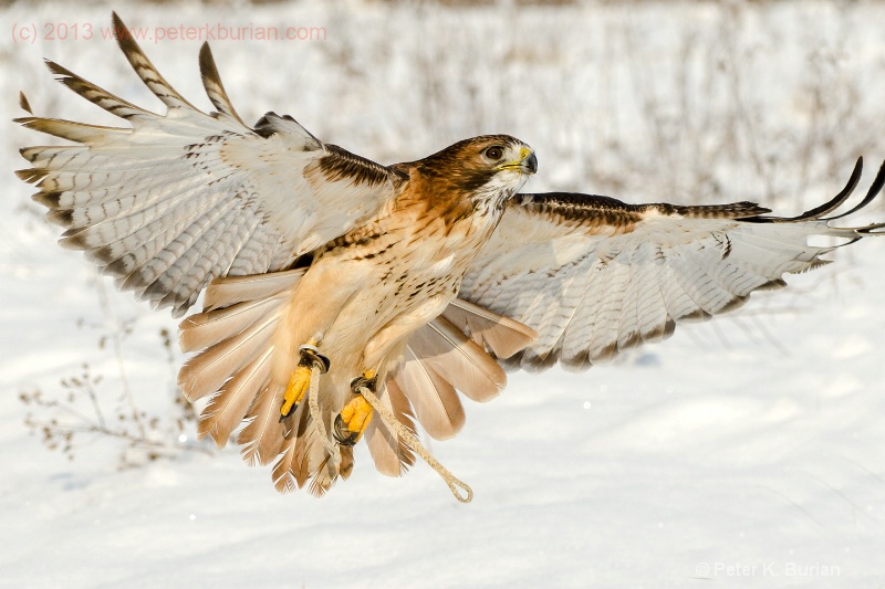Hawk, flight, Ontario Canada